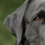 Dog Poop Pickup in Brownstown