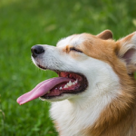 Dog Poop Pickup in Brownstown