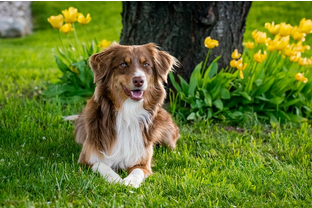 Dog Poop Pickup in Brownstown