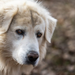 Dog Poop Pickup in Brownstown