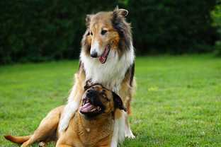 Dog Poop Pickup in Brownstown