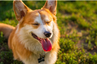 Dog Poop Pickup in Brownstown