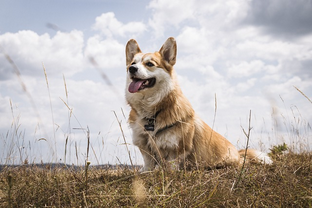 Dog Poop Pickup in Brownstown