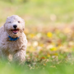 Dog Poop Pickup in Brownstown